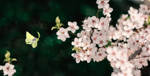Güzel çiçek açan kiraz ağacı, güneş ışığında koyu yeşil arka plan üzerinde uçan kelebek, sığ derinlikte. Vintage tonda. Tebrik kartı şablonu. Doğa bahar sakura çiçek panorama. — Stok fotoğraf