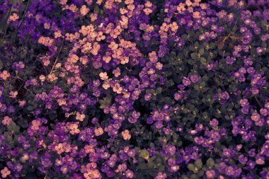 Aubrieta deltoidea veya Aubretia çiçekler pembe ve mor arka plan closeup. Üst te. Yumuşak odak doğa dokusu. Bahar çiçek tebrik kartı şablonu. Narin keyifli romantik sanatsal tonlu görüntü