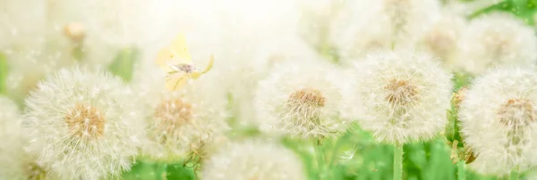 Dromerige paardebloemen blazen bal bloemen, zaden vliegen in de wind en vlinder tegen het zonlicht. Pastel goudkleurig. Macro met zachte focus. Natuur wenskaart panoramische lente achtergrond — Stockfoto