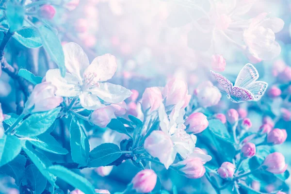 Bloeiende Appelboom Bloemen Vlinder Dromerige Zonnige Achtergrond Zachte Focus Cadeaukaart — Stockfoto