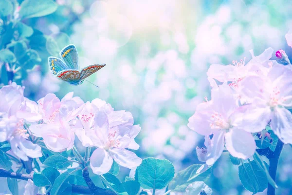 Kwitnące Kwiaty Jabłoni Motyl Marzycielski Słoneczne Tło Miękkie Skupienie Szablon — Zdjęcie stockowe