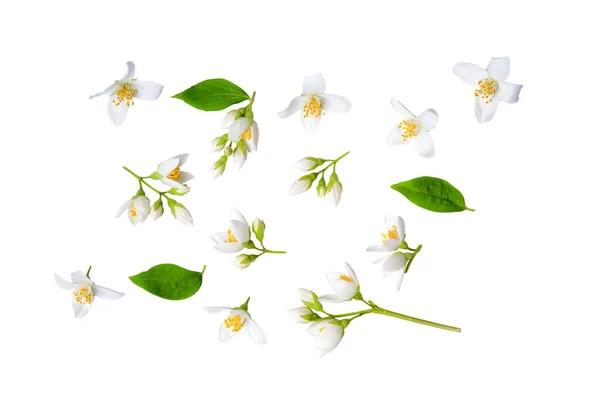 Uppsättning Vackra Jasmin Blommor Och Grenar Isolerade Vit Bakgrund Närbild — Stockfoto