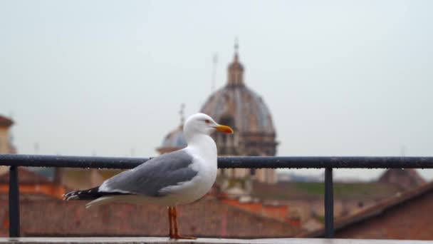 Gaivota Roma Contra Fundo Cúpula Templo — Vídeo de Stock