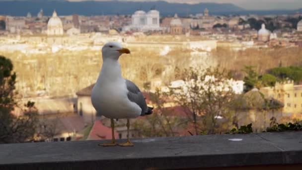 Roma Talya Tarihi Binalar Bir Arka Plan Üzerinde Martı — Stok video