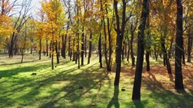 Ağaçları sonbaharda genel bir parkta. güneşli gün.