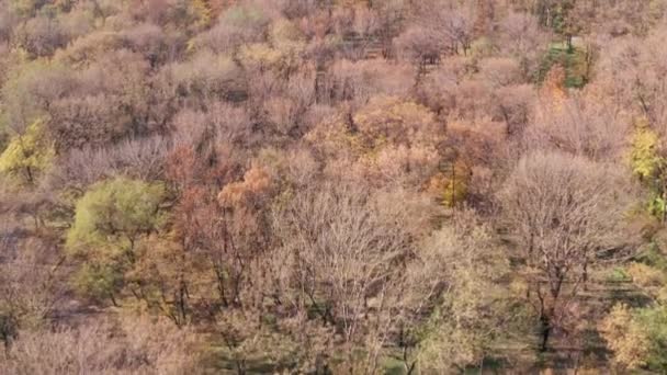 Vista Aérea Del Parque Público Otoño — Vídeo de stock