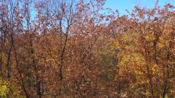 Herfst Bomen Een Openbaar Park — Stockvideo