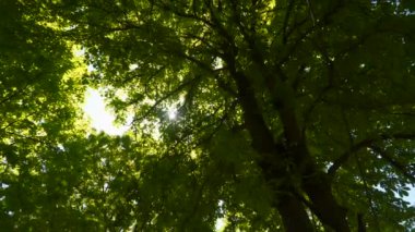 Sun'ın ray ağaç ve bitki örtüsü ile parlar