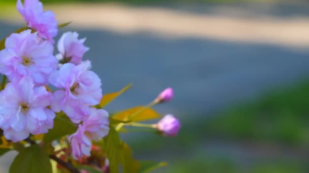 Branch Cherry Blossoms Spring Day — Stock Video