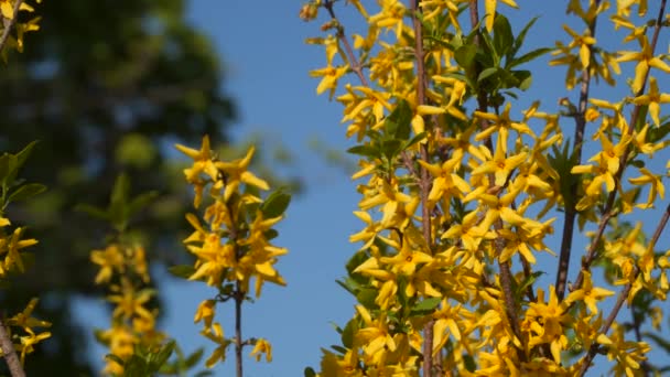 Kwitnienia Porzeczki Kwiaty Żółte Porzeczki Gałęzi — Wideo stockowe