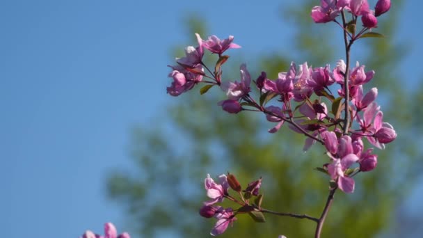 Una Rama Árbol Floreciente Flores Rojas — Vídeo de stock