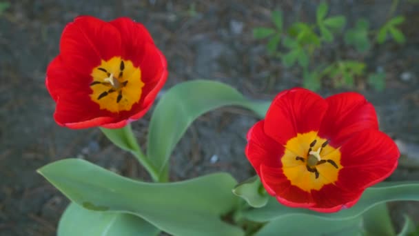 Deux Tulipes Rouges Gros Plan — Video