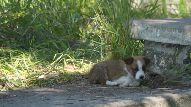 Dos Cachorros Sin Hogar Están Buscando Comida — Vídeos de Stock