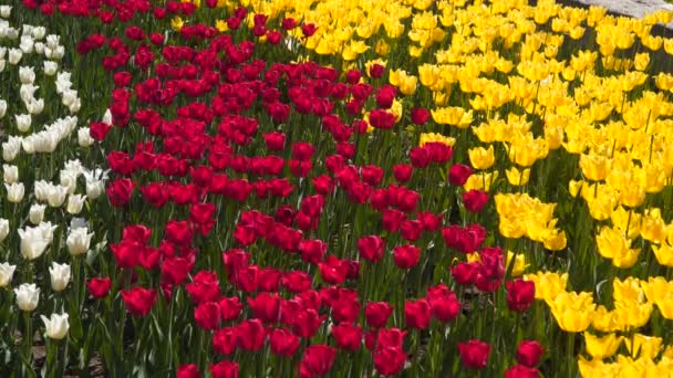 Glade Vícebarevné Tulipány Bílé Červené Žluté Tulipány — Stock video