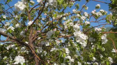 Çiçek açan elma ağacı. Mavi gökyüzüne karşı