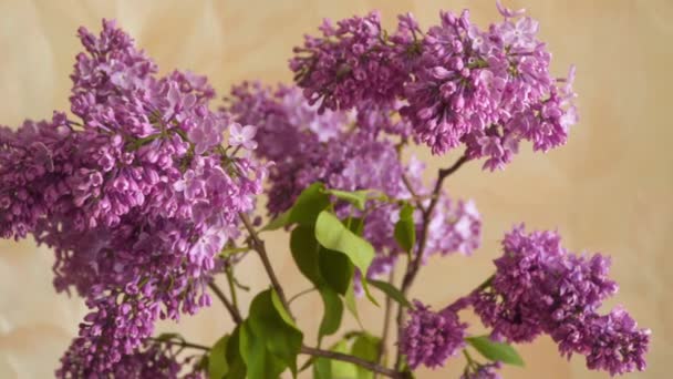 Blooming Lilac Flowering Branch Lilac — Stock Video