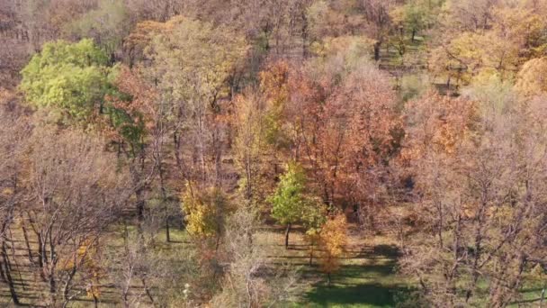 Parque Público Otoño Vista Pájaro — Vídeo de stock