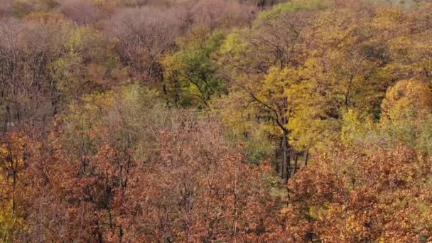 Pohled Ptačí Perspektivy Podzimní Veřejný Park — Stock video