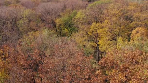 Kuş Bakışı Sonbahar Parkı — Stok video