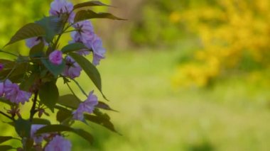 Sakura Japonya kiraz dal çiçek açan çiçekler ile. Doğa arka plan