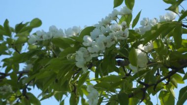 Çiçek açan meyve ağacı. Doğal arka plan