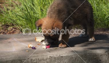 Evsiz köpek yavrusu ekmek yiyor. Evsiz Hayvanlar