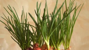 Yeşil yaprak pırasa. Doğal arka plan