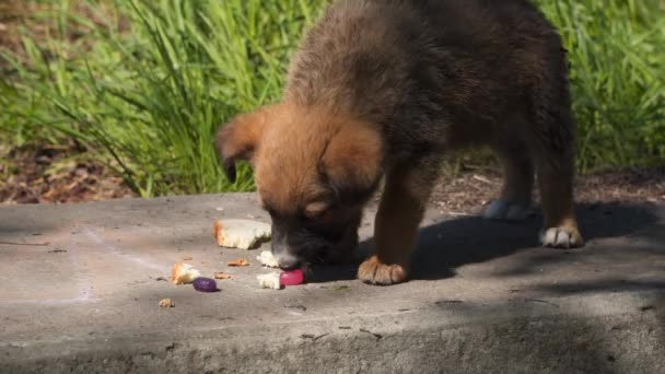 Bezdomny Puppy Spożywa Chleb Bezdomnych Zwierząt — Wideo stockowe