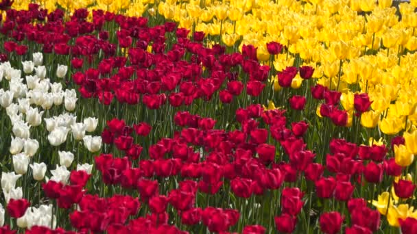 Bílý Tulipán Žluté Červené Květy Přírodní Pozadí — Stock video