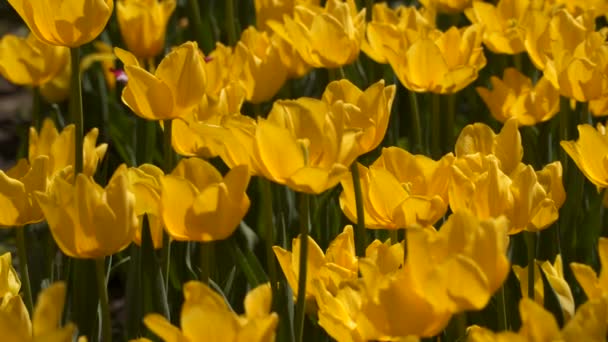 黄色的郁金香花 自然背景 — 图库视频影像