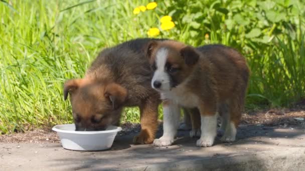 子犬を食べる ホームレスの動物 — ストック動画