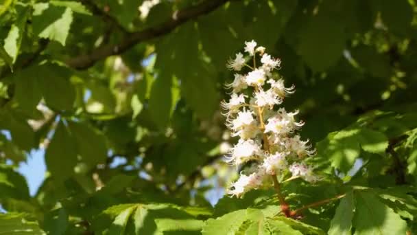 Flor Castaño Contra Telón Fondo Hojas Verdes — Vídeos de Stock