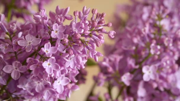 Fleurs Lilas Fleurs Lilas — Video