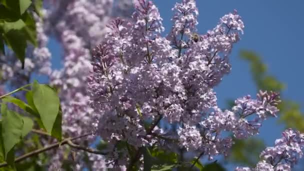 Včela Létající Kolem Kvetoucí Šeřík — Stock video