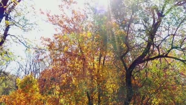 Солнечные Лучи Сквозь Осенние Листья Природный Парк — стоковое видео