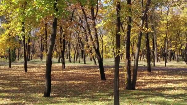Árvores Outono Parque — Vídeo de Stock