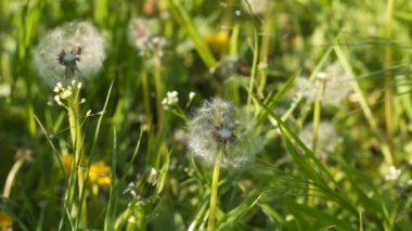 Dandelions yeşil çim arasında. Kır çiçekleri