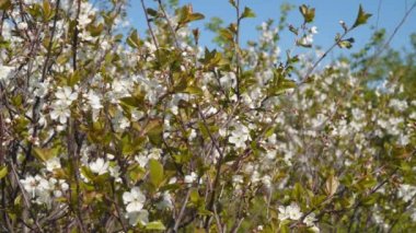 Bir ağaç dalı mavi gökyüzü karşı beyaz çiçekler.