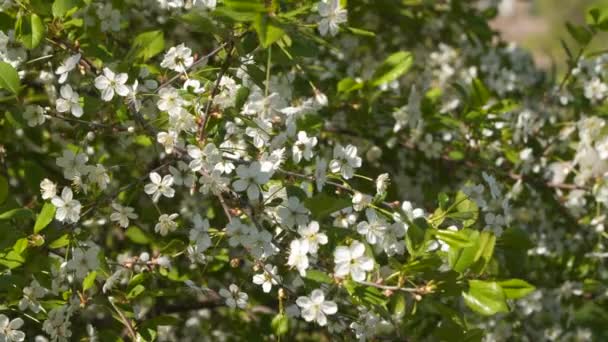 Árboles Frutales Florecientes Flores Blancas Una Rama Árbol — Vídeos de Stock