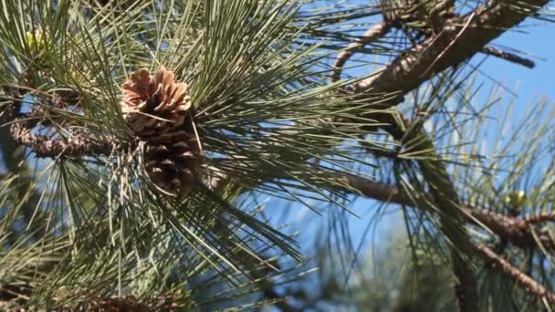 Pine Cones Needles — Stock Video