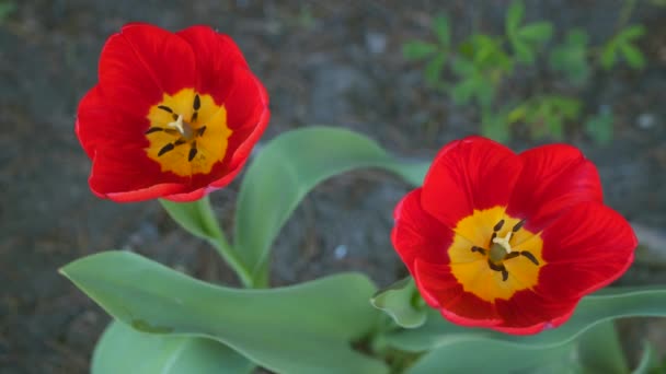 Два Червоні Тюльпани Крупним Планом — стокове відео