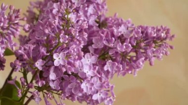 Çiçek açması leylak dalı. Bahar çiçekleri