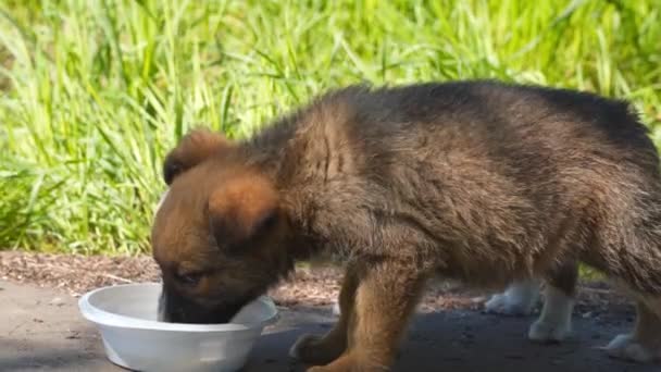Homeless Puppies Eat Stray Animals — Stock Video