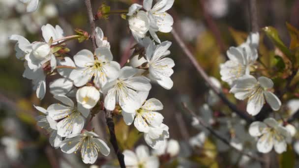 Flores Brancas Galho Árvore — Vídeo de Stock
