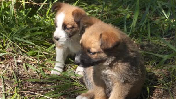 两个无家可归的小狗在草地上 流浪动物 — 图库视频影像