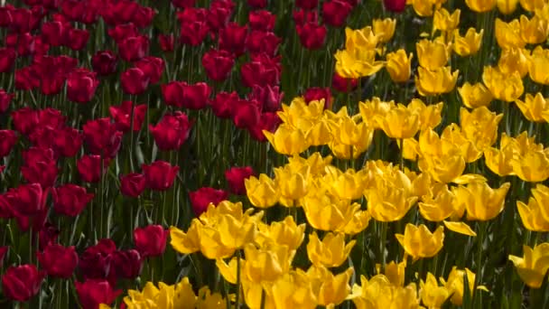 Feld Aus Roten Und Gelben Tulpen — Stockvideo