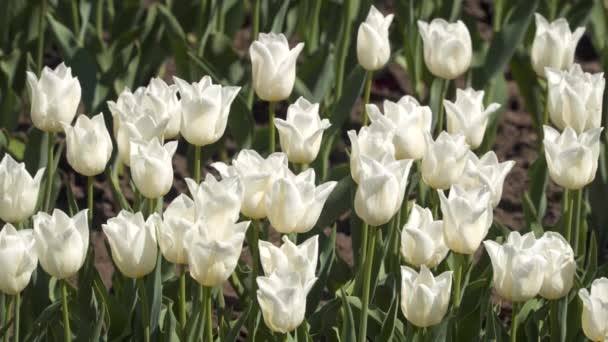 Ein Feld Weißer Tulpen Frühlingsblumen — Stockvideo