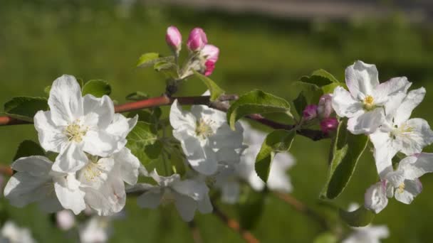 Flores Blancas Manzano Una Rama Árbol Árboles Frutales Flor — Vídeos de Stock