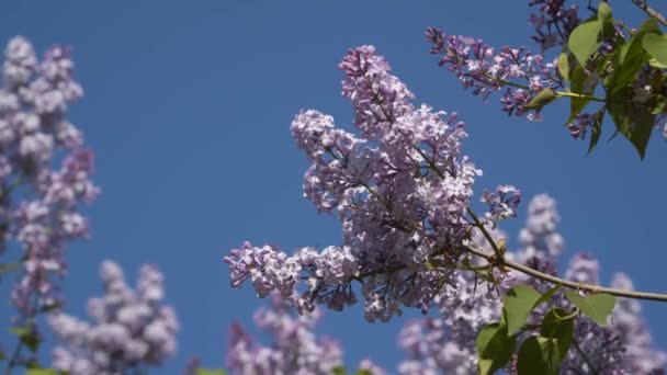 青空とライラックの枝 春の花 — ストック動画