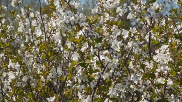 盛开的樱桃树 樱桃树树枝上的白色花朵 — 图库视频影像